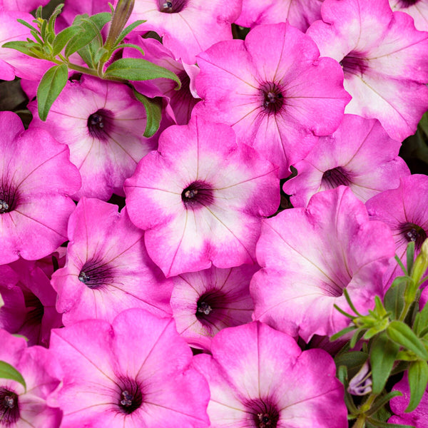 Supertunia® Pink Tiara™ Petunia