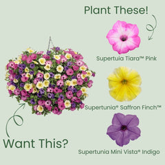 Supertunia® Pink Tiara™ Petunia