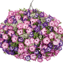 Supertunia® Pink Tiara™ Petunia
