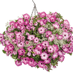Supertunia® Pink Tiara™ Petunia