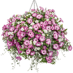 Supertunia® Pink Tiara™ Petunia