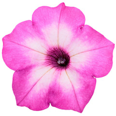 Supertunia® Pink Tiara™ Petunia