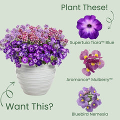 Supertunia® Blue Tiara™ Petunia
