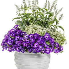 Supertunia® Blue Tiara™ Petunia
