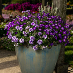 Supertunia® Blue Tiara™ Petunia