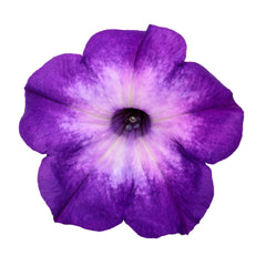 Supertunia® Blue Tiara™ Petunia