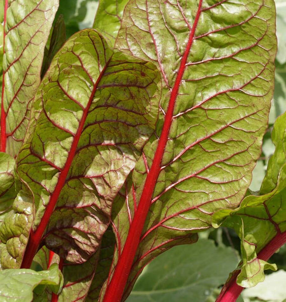 Rhubarb Chard