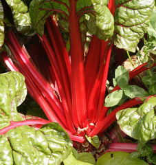 Rhubarb Chard - Seedsplant