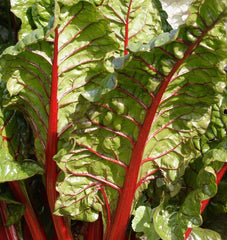 Rhubarb Chard - Seedsplant