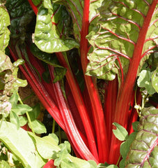 Rhubarb Chard - Seedsplant