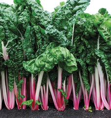 Peppermint Chard - Seedsplant
