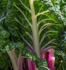 Peppermint Chard - Seedsplant