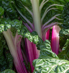 Peppermint Chard - Seedsplant