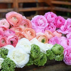 Mix Ranunculus  Corms Bulbs Growing Bonsai Roots Rhizomes Tubers Potted Planting Reblooming Fragrant Garden Species Blooms Flower Seeds Plant Gardening
