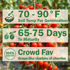 Sweet Million Tomato