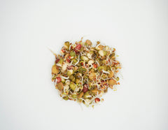 Salad Sprouting Seeds Organic - Seedsplant