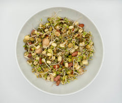 Salad Sprouting Seeds Organic - Seedsplant