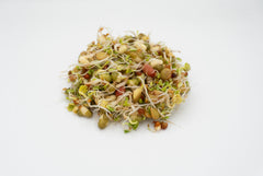 Salad Sprouting Seeds Organic - Seedsplant