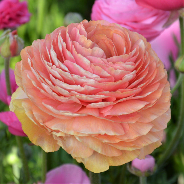 Salmon Ranunculus Corms Bulbs Persian Buttercup Growing Bonsai Roots Rhizomes Tubers Potted Planting Reblooming Fragrant Garden Species Blooms Flower Seeds Plant Gardening