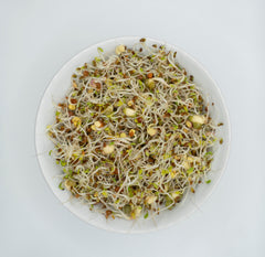 Sandwich Booster Mix Organic - Seedsplant