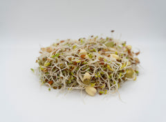 Sandwich Booster Mix Organic - Seedsplant