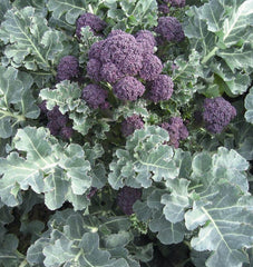 Santee F1 Organic