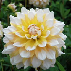 Seattle Yellow White Dahlia Bulbs Perennial Growing Bonsai Roots Rhizomes Corms Tubers Potted Planting Reblooming Fragrant Garden Species Blooms Flower Seeds Plant Gardening