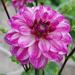 Seduction Dahlia Bulbs Perennial Growing Bonsai Roots Rhizomes Corms Tubers Potted Planting Reblooming Fragrant Garden Species Blooms Flower Seeds Plant Gardening