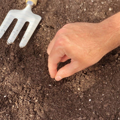 Tomato, Box Car Willie Heirloom Seeds, 400mg