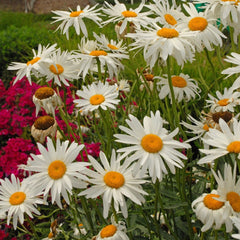 Shasta Daisy, Alaska Seeds, 300mg