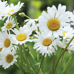 Shasta Daisy, Alaska Seeds, 300mg