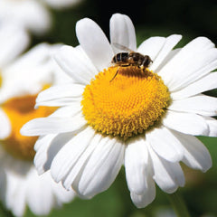 Shasta Daisy, Alaska Seeds, 300mg