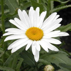 Shasta Daisy, Alaska Seeds, 300mg