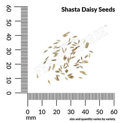 Shasta Daisy, Alaska Seeds, 300mg