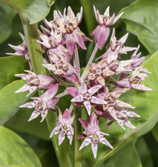 Showy Milkweed