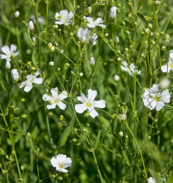 Baby’s Breath