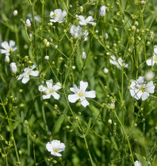 Baby’s Breath