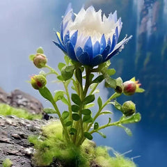 Rare Fortune Lotus