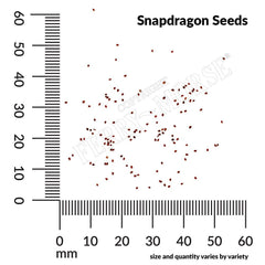 Snapdragon, First Ladies Mixed Colors Seeds, 300mg