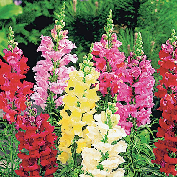 Snapdragon Tall Deluxe Mixed Colors Seeds, 300mg