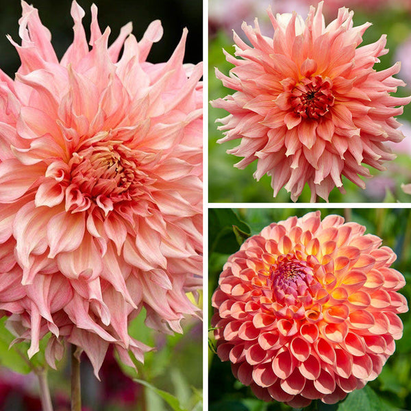 Southern Peach Dahlia Collection