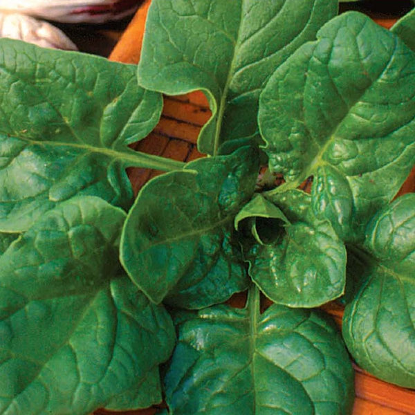 Spinach, Baby Leaf Seeds, 2.6g