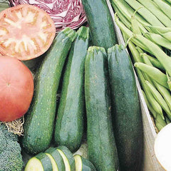 Squash, Black Beauty Zucchini Organic Seeds, 5.3g