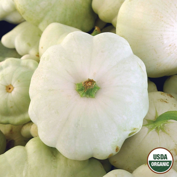 Squash, Early White Bush Scallop Organic Seeds, 5.3g