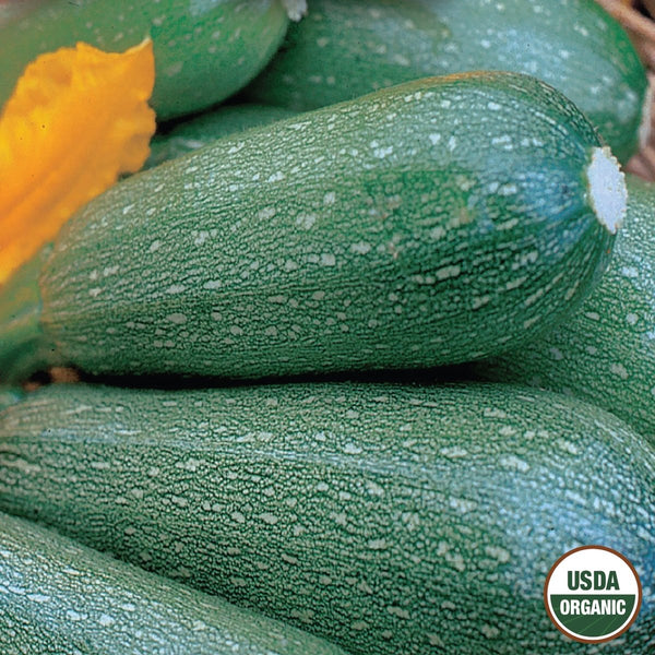Squash, Grey Zucchini Organic Seeds, 4.4g