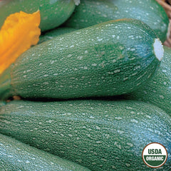 Squash, Grey Zucchini Organic Seeds, 4.4g