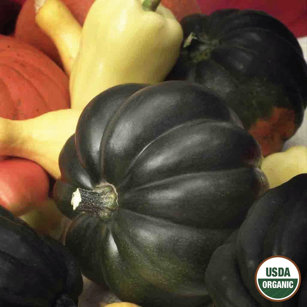Squash, Table Queen Acorn Organic Seeds, 5.3g