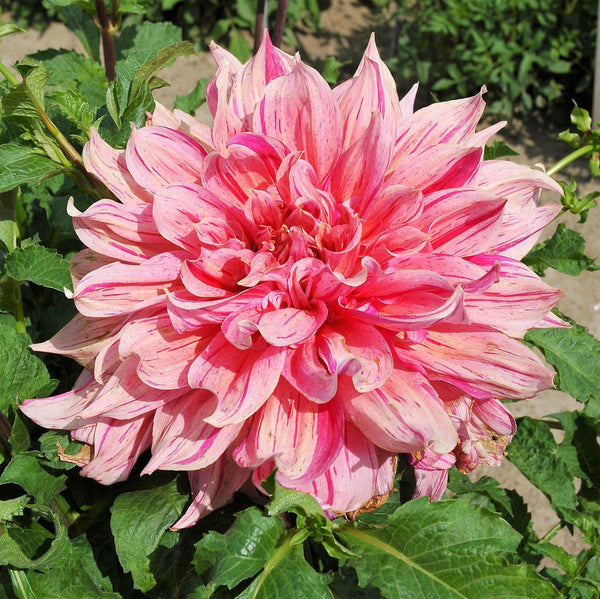Striped Emory Paul Dahlia Bulbs Perennial Growing Bonsai Roots Rhizomes Corms Tubers Potted Planting Reblooming Fragrant Garden Species Blooms Flower Seeds Plant Gardening