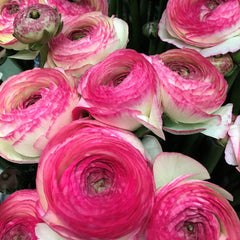 Success Felicidade Ranunculus Corms Bulbs Persian Buttercup Growing Bonsai Roots Rhizomes Tubers Potted Planting Reblooming Fragrant Garden Species Blooms Flower Seeds Plant Gardening