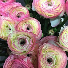 Success Felicidade Ranunculus Corms Bulbs Persian Buttercup Growing Bonsai Roots Rhizomes Tubers Potted Planting Reblooming Fragrant Garden Species Blooms Flower Seeds Plant Gardening